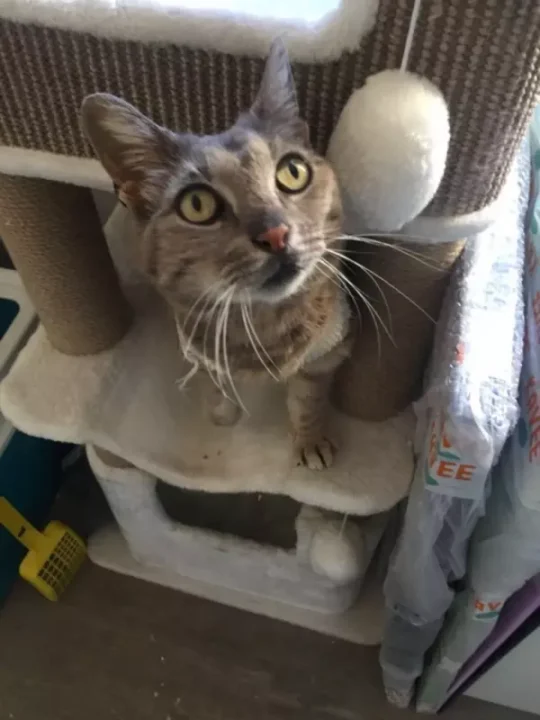 découvrez l'histoire émouvante d'un chat héros sauveur qui, malgré son courage exceptionnel, ne survit pas à son acte héroïque.