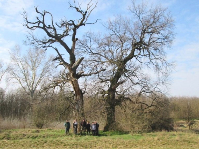 découvrez vos droits et les démarches à suivre en cas d'arbre voisin tombé sur votre propriété, ainsi que les garanties d'assurance pour couvrir les dommages éventuels.