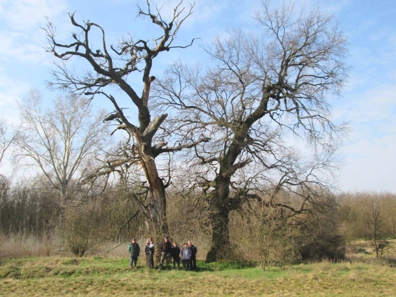 découvrez vos droits et les démarches à suivre en cas d'arbre voisin tombé sur votre propriété, ainsi que les garanties d'assurance pour couvrir les dommages éventuels.